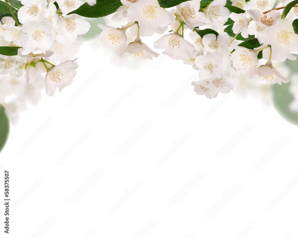 half frame from pure jasmine flowers isolated on white