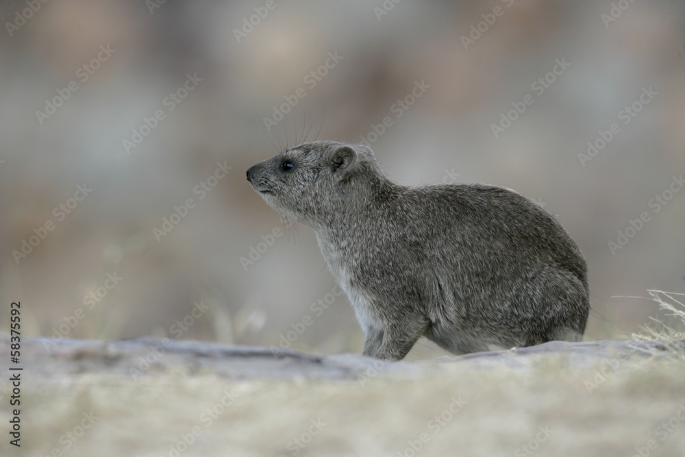 Obraz premium Bush hyrax or Yellow-spotted rock dassie, Heterohyrax brucei