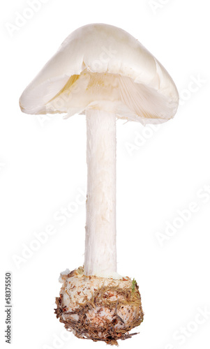 death cap isolated on white