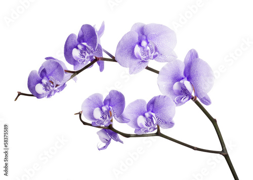 dark lilac orchid spotted flowers
