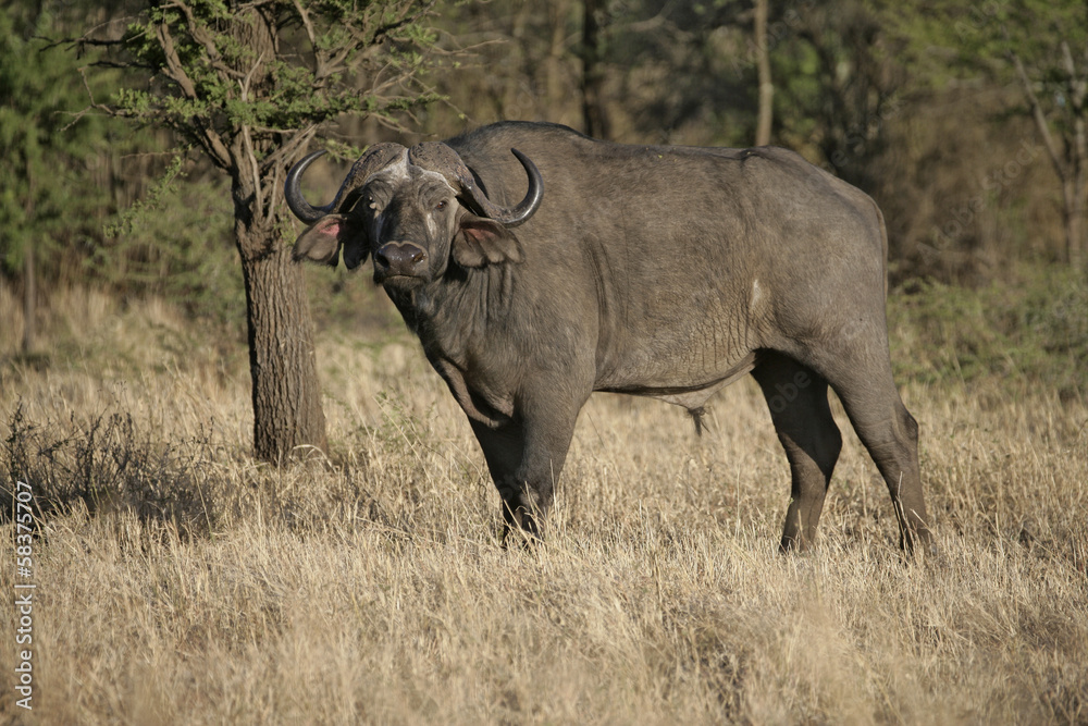 Obraz premium Cape buffalo, Syncerus caffer caffer