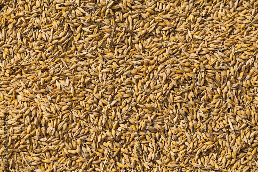 golden wheat corn background golden wheat corn background
