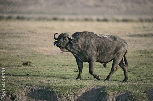 Wallpaper Mural Cape buffalo,  Syncerus caffer caffer Torontodigital.ca