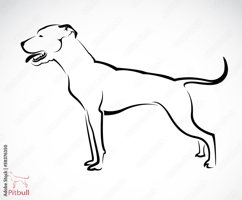 Vector image of an pitbull dog