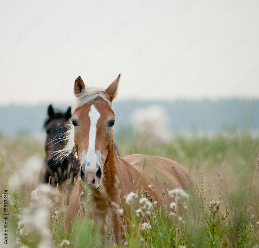 horses in field - obrazy, fototapety, plakaty 