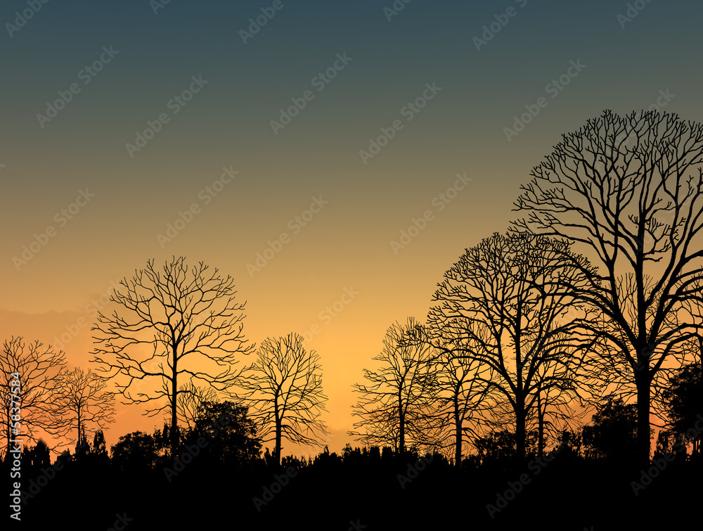 Beautiful landscape image with trees silhouette at sunset 