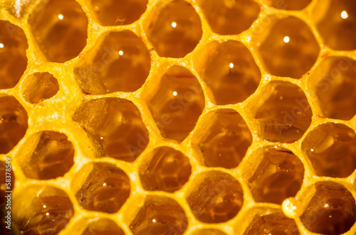 Honeycomb filled with honey