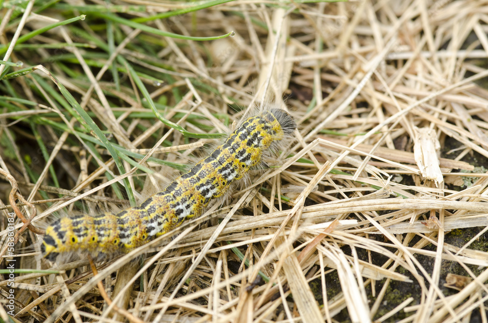 Fototapeta premium Hairy yellow caterpillar