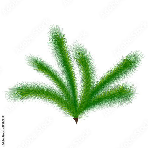 Christmas tree branch