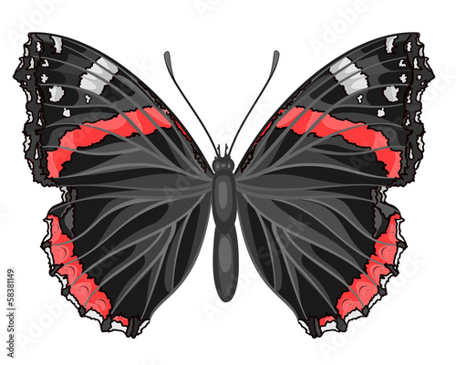Butterfly Vanessa atalanta