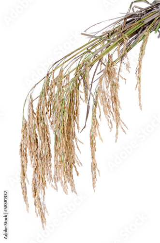 paddy rice on white background