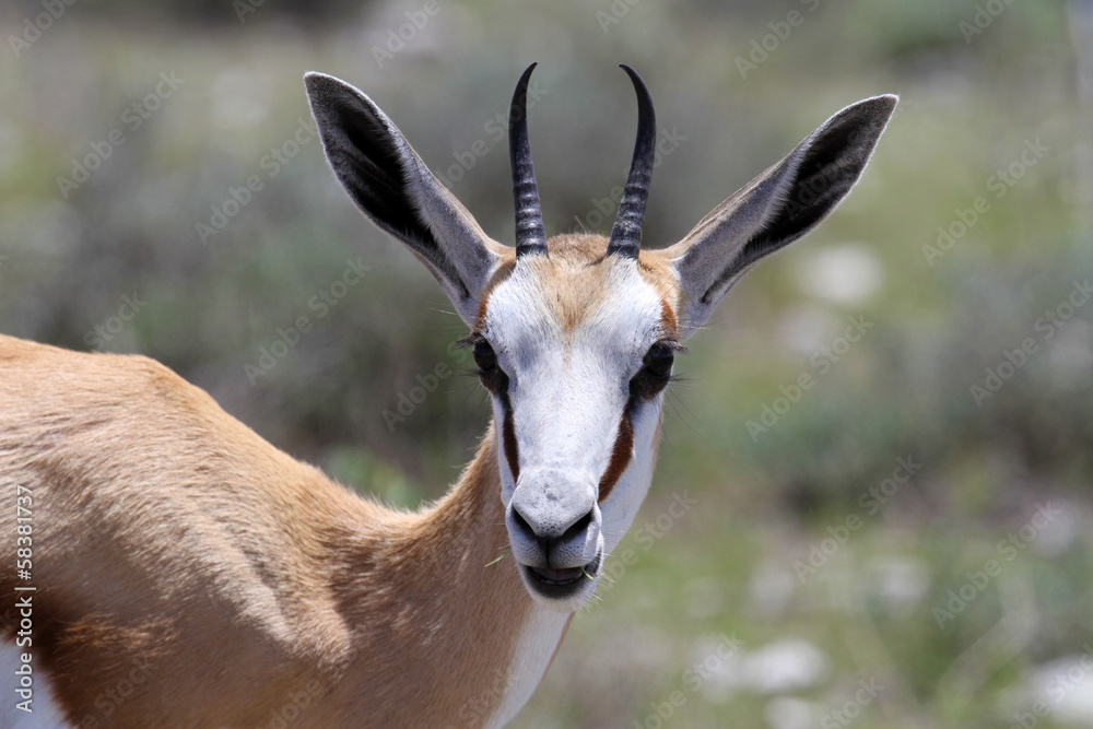 Impala Impala