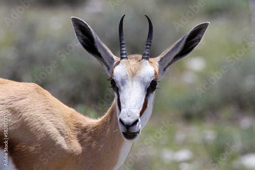 Impala