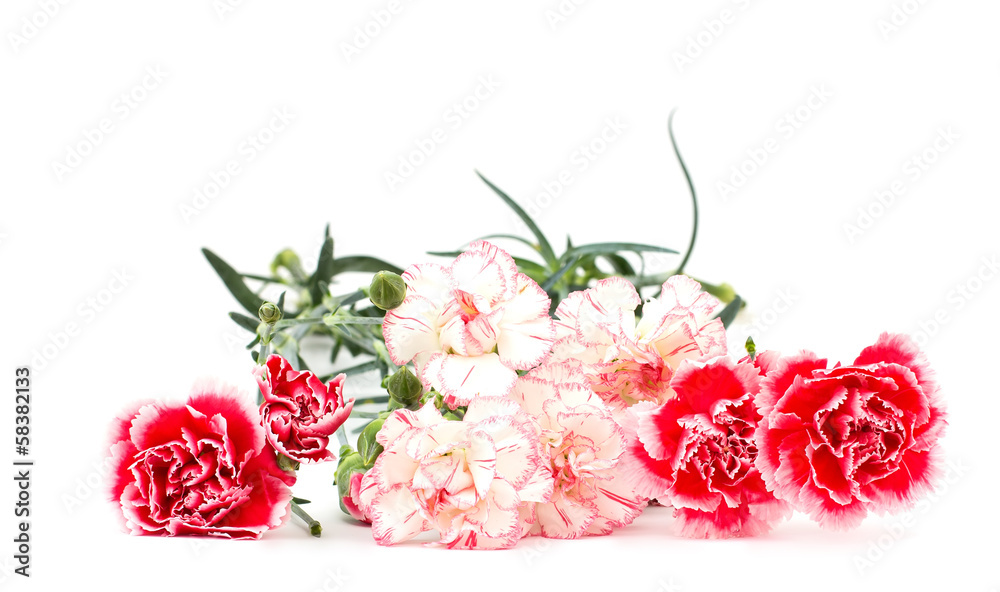 Fresh carnations isolated on white background Fresh carnations isolated on white background