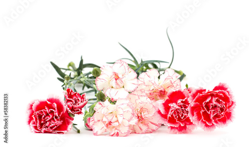Fototapeta Naklejka Na Ścianę i Meble -  Fresh carnations  isolated on white background