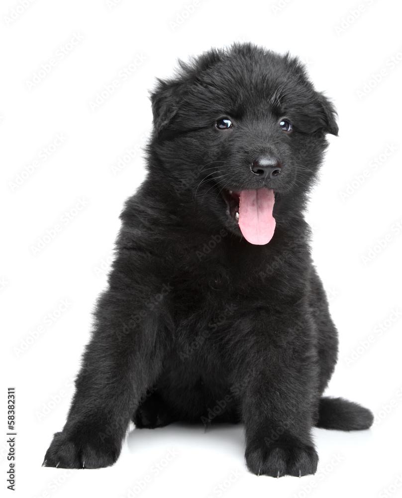Black shepherd puppy on white background