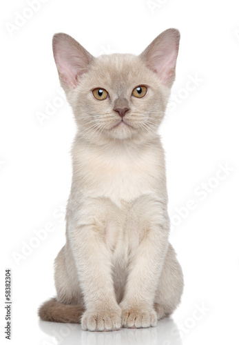 Burmese kitten © jagodka