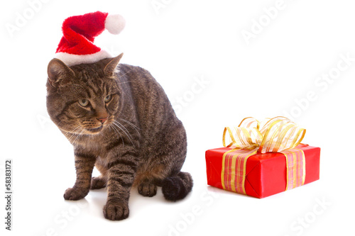 Gray cat with red Santa Claus hat 