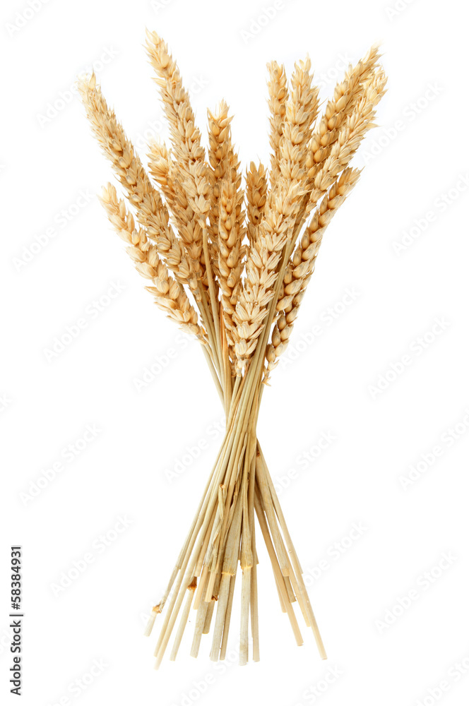 Fototapeta premium Wheat