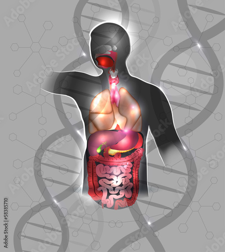 Human anatomy abstract design, DNA spirals.