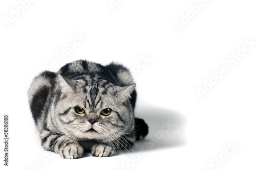 Fototapeta Naklejka Na Ścianę i Meble -  British Shorthair cat