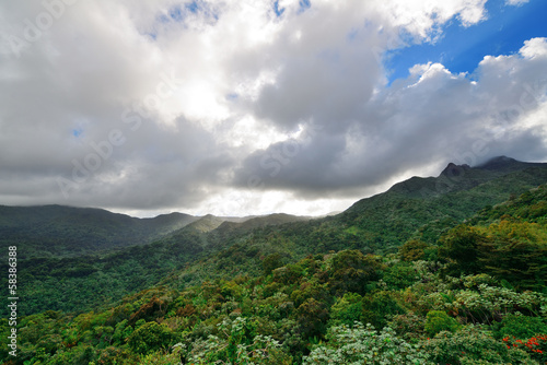 Tropical rain forest in San Juan