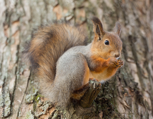 squirrel closeup