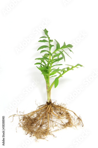 Baldrian (Valeriana officinalis)