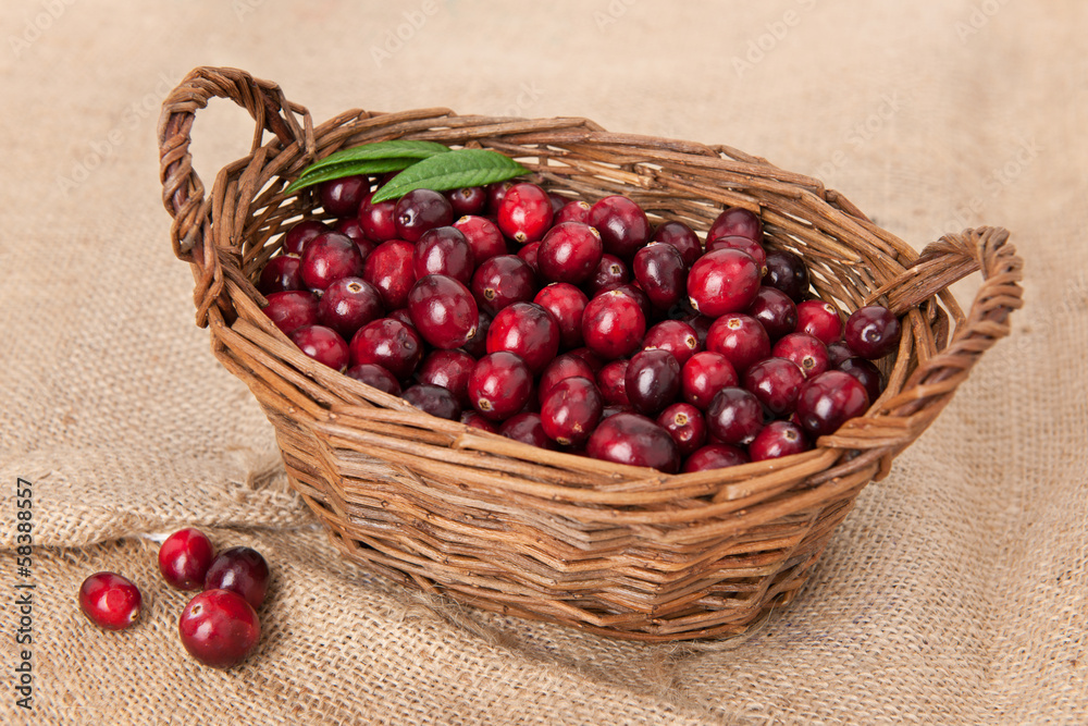 Cranberry Cranberry