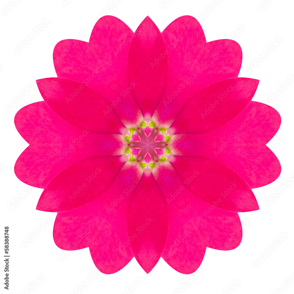 Purple Kaleidoscopic Primrose Flower Mandala Isolated on White Purple Kaleidoscopic Primrose Flower Mandala Isolated on White