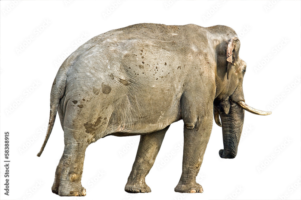 Obraz premium Indian elephant