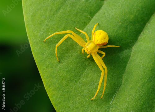 Yellow spider on a green leaf.