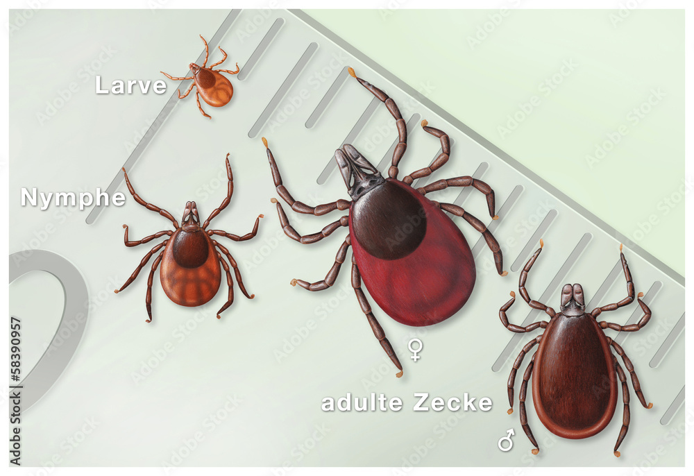 Zecken , Entwicklungsstufen und Grösse Stock-Illustration | Adobe Stock