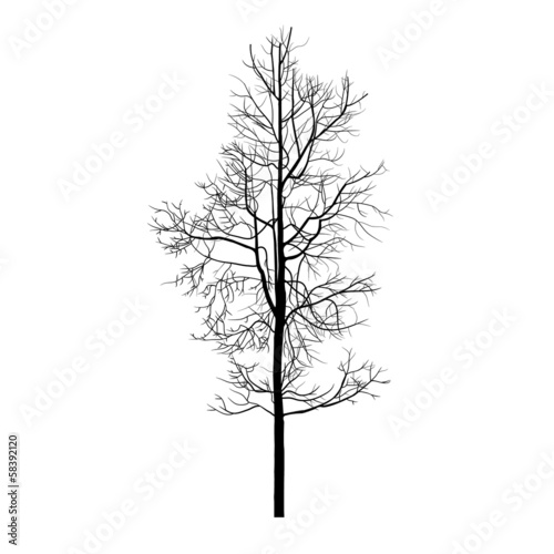 Trees with dead branch