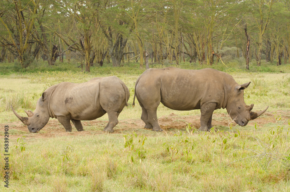 Rhinos on African grasslands