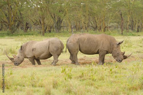 Rhinos on African grasslands