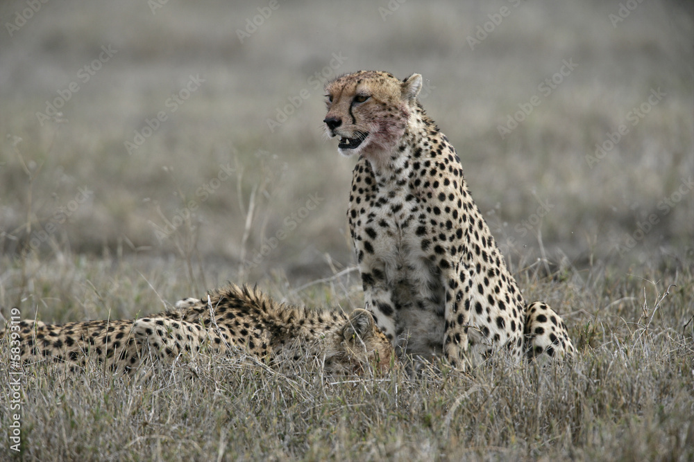 Cheetah, Acinonyx jubatus Cheetah, Acinonyx jubatus