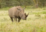 Rhino on African grasslands