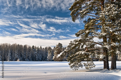Marvelous winter sky and forest