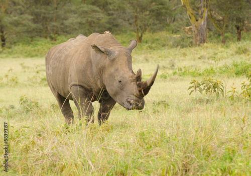 Canvas Print Rhino on African grasslands
