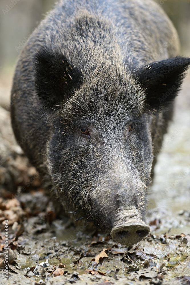 Wild boar in the forest