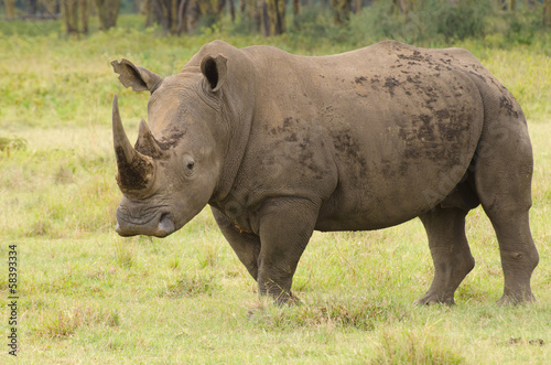 Large bull rhino on grasslands