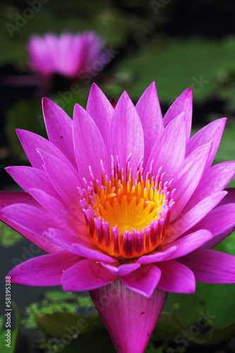 purple lotus flowers in the nature