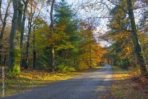 Road through a forest in sunlight at fall