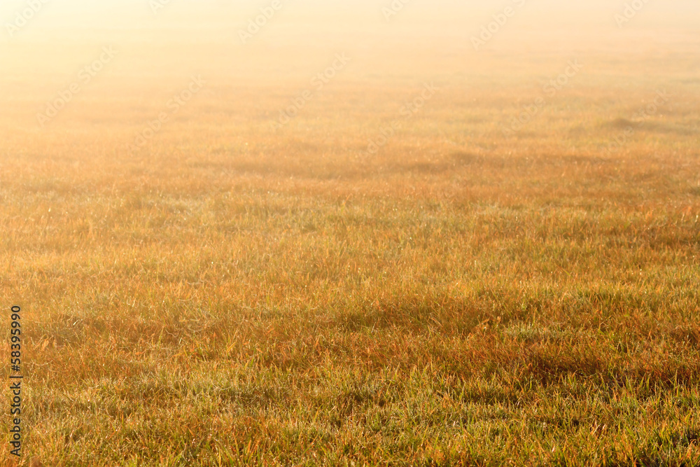 agricultural field