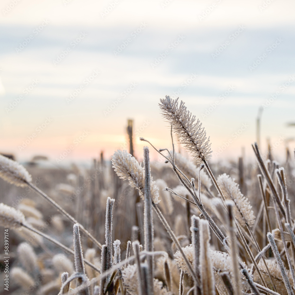 Fototapeta premium wild plant