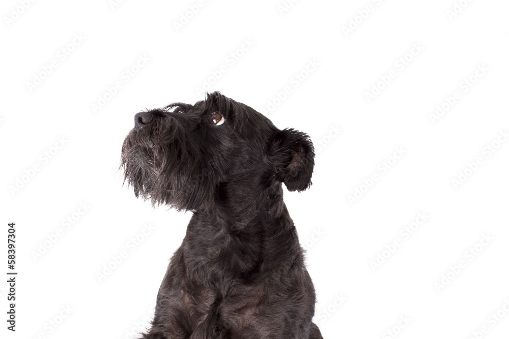 black dog isolated