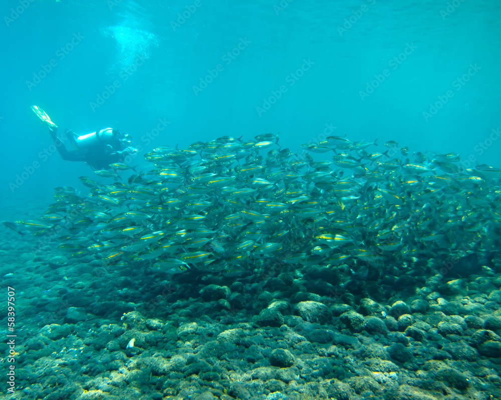 School of Mackerel Fish with Scuba Diver, Tulamben, Bali