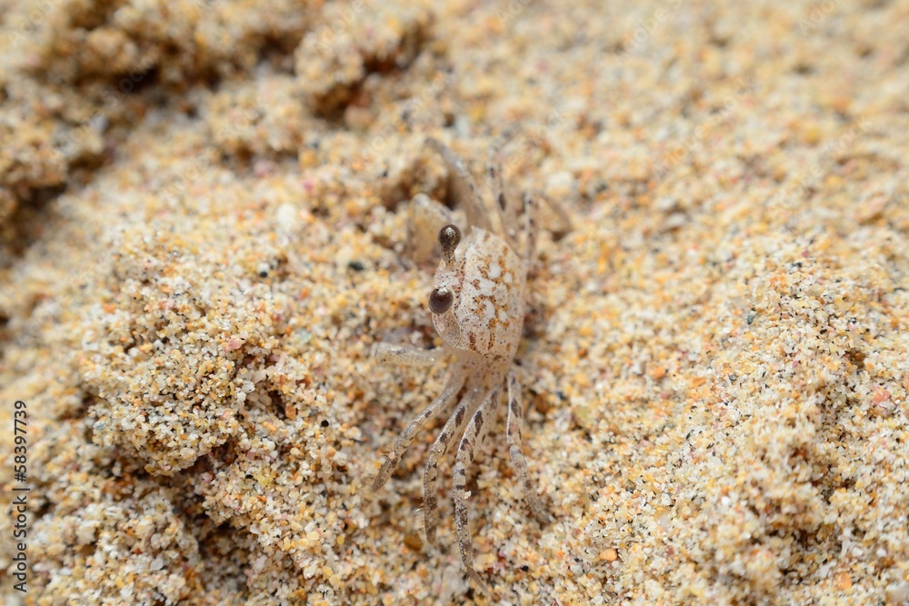 Ocypode hiding in the sand on Nilaveli beach Ocypode hiding in the sand on Nilaveli beach