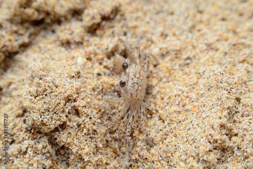 Ocypode  hiding in the sand on Nilaveli beach